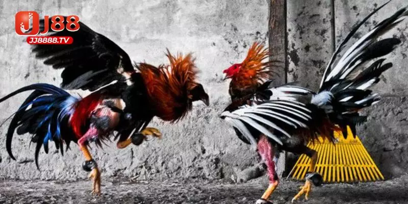 trực tiếp đá gà Thomo